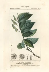 Ijzerhout, Homalium racemosum