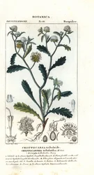 Mevrouw gorgon, Acicarpha tribuloides
