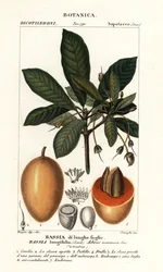 Mahuwa-boom, Madhuca longifolia