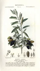Olijfboom, Olea europaea