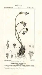 Eenbloemige bremraap, Orobanche uniflora