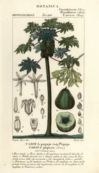 Papaja, papaw of pawpaw boom en vrucht, Carica papaya