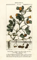 Pinda of aardnoot, Arachis hypogaea