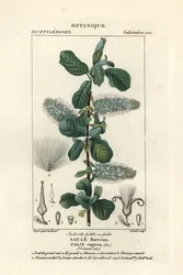 Kattenstaart, Salix caprea