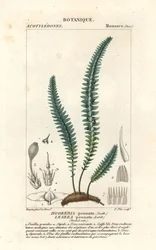 Veermos of vals varenmos, Cyathophorum bulbosum