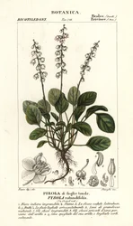 Rondbladige wintergroen, Pyrola rotundifolia