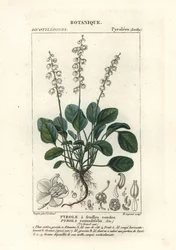 Rondbladige wintergroen, Pyrola rotundifolia