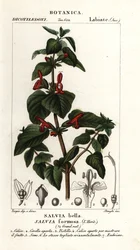 Glanzendbladige salie, Salvia formosa