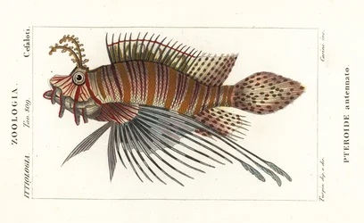 Vlaggenbaars, Pterois antennata