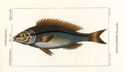 Draadvin brasem, Pentapodus fasciuola