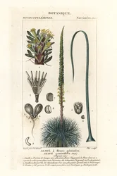 Tweebloemige agave, Agave geminiflora