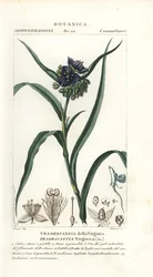 Virginia dagbloem, Tradescantia virginiana