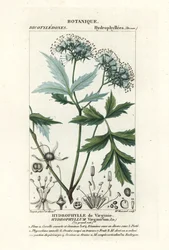 Virginia waterblad, Hydrophyllum virginianum