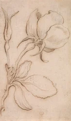 Een studie in roze en rozen