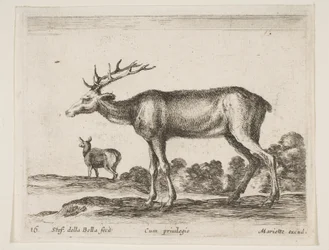 Hert, uit Diverse dieren Diversi animali
