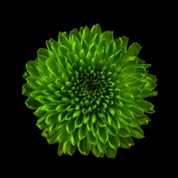 Chrysant nr. 01