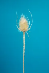 Gedroogde Kaardebol No. 01, 2021