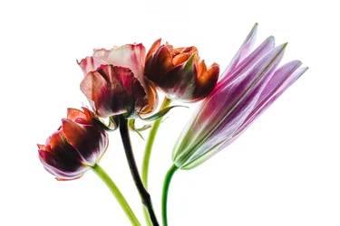 Groep van vier bloemen, 2021