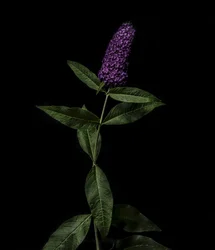 Paarse Buddleja, 2020