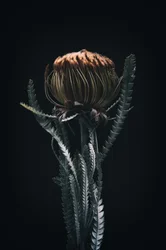 Enkele Protea, 2021