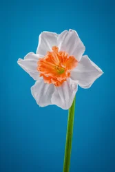 Witte en oranje narcis, 2021