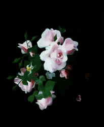 Roze rozen. Schilderij van Stuart Park (1862-1933) Privécollectie.