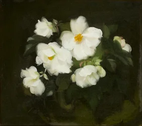 Witte rozen