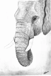 Profiel van de majestueuze olifant