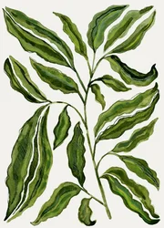 Biologische groene bladgroenten