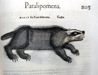 Das, illustratie uit 