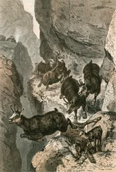 Gemzen gejaagd op een smalle richel