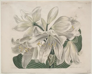 The Botanical Magazine of Flower Garden Displayed: Witte Kaap - Kustlelie, 1806