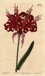 Amaryllis papaverkleur, met donker karmozijnrode bloemen, bloeiend vanaf een enkele voet. Oorspronkelijk uit Kaap de Goede Hoop (Zuid-Afrika).