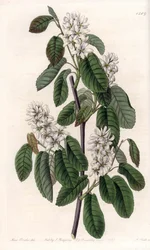 Amelanchier met elzenbladeren of gebloemde aronie - Plaat gegraveerd door S.Watts, naar een illustratie van Sarah Anne Drake (1803-1857), uit het Botanical Register van Sydenham Edwards (1768-1819), Engeland
