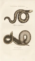 Amphisbaena en Javaanse wrattenslang