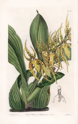 Araignee Orchidee - Plaat gegraveerd door S. Watts, naar een illustratie van Sarah Anne Drake (1803-1857), uit het Botanical Register van Sydenham Edwards (1768-1819), Engeland