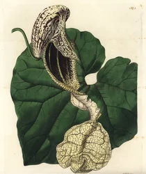 Aristoloche variëteit, uit het Botanical Register