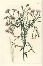 Aster varieteit - New York aster, Symphyotrichum dumosum (Coris-leaved starwort, Aster coridifolius)