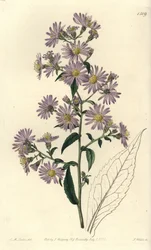 Panikelde aster