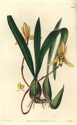 Australische epifytische orchidee variëteit - Brasiliorchis marginata orchidee (Roodgerande cymbidium orchidee, Cymbidium marginatum). Handgekleurde kopergravure door S. Watts naar een illustratie van John Lindley uit Sydenham Edwards