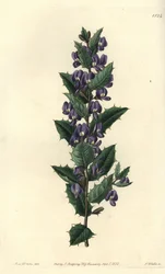 Australische hovea struik