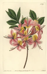 Pontische gele azalea - Gele azalea, Rhododendron luteum