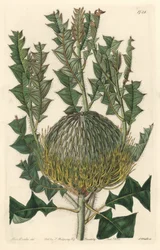 Banksia speciosa, oorspronkelijk uit Australië - uit het Botanical Register