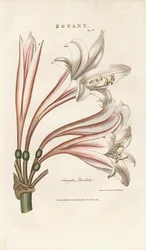 Barbadoslelie (Amaryllis revoluta)