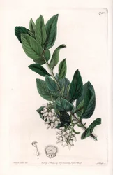 Beren Druif, oorspronkelijk uit Californië - uit het Botanical Register van Sydenham Edwards (1768-1819), Engeland