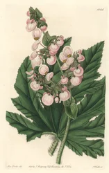 Begonia met lichtroze bloemen