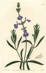 Blauwe salie