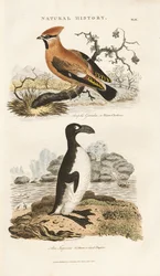 Boheemse Pestvogel en Grote Alk