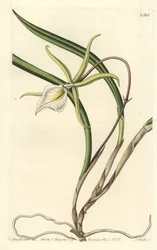 Brassavola perrinii (Perrin