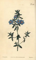 Breedbladige pimpernel, Anagallis latifolia - uit William Curtis